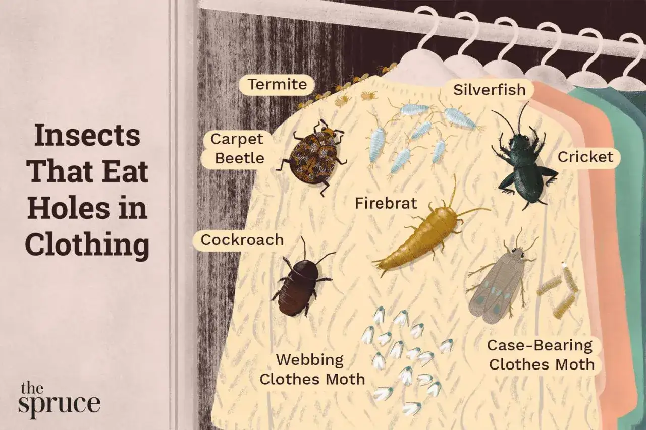 Illustration montrant divers insectes, dont des mites, qui mangent des vêtements. On y voit des termites, des poissons d'argent, des scarabées, des cafards, des poissons d'argent, des grillons, des poissons d'argent, des poissons d'argent, des poissons...