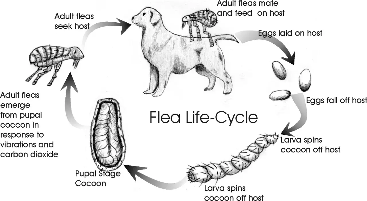 Cycle de vie de la puce : de l'œuf à l'adulte sur un chien, avec la larve filant son cocon, puis l'émergence. La terre de diatomée peut aider à lutter contre ce cycle.
