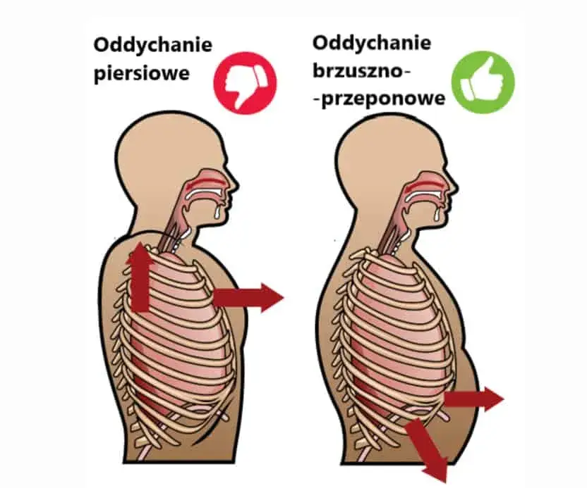 biegacz oddychający przeponą, ilustracja oddechu brzusznego
