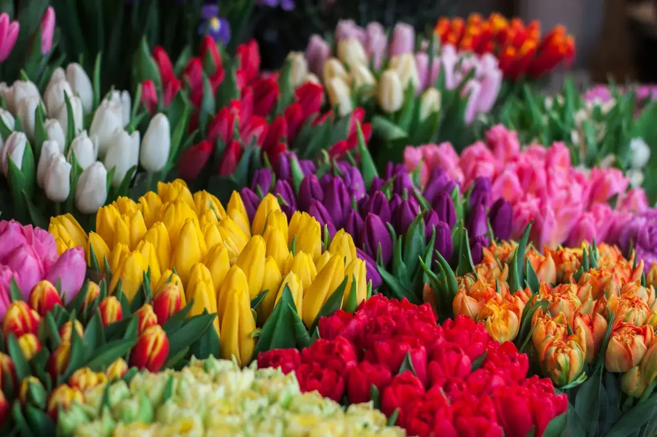 En explosion av färger! Massor av tulpaner i gult, rött, rosa, lila och vitt. En riktig Amsterdam-dröm för alla blomsterälskare.