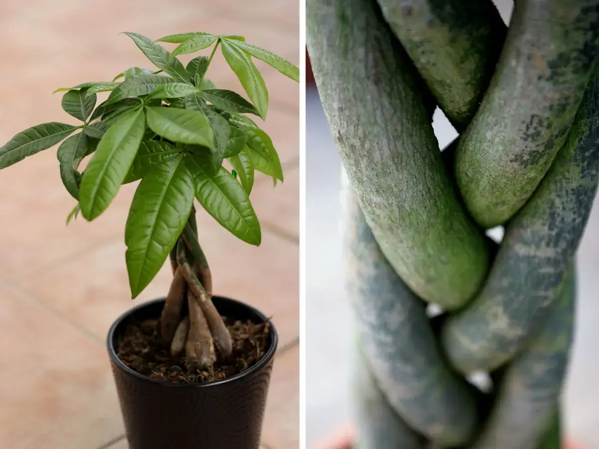 Pachira aquatica con fusto intrecciato e foglie verdi lucide. Il tronco intrecciato mostra la sua texture unica.