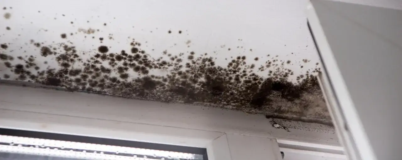 Dunkle Stockflecken im Keller breiten sich an der Decke aus, ein Zeichen für Feuchtigkeit und Schimmelbildung.