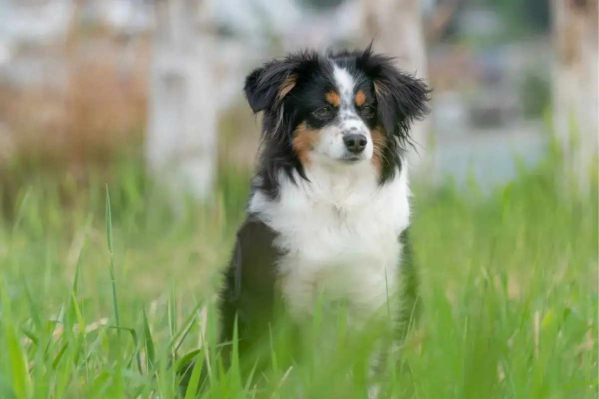 Ein süßer australian shepherd mini sitzt im hohen Gras und schaut aufmerksam in die Ferne.