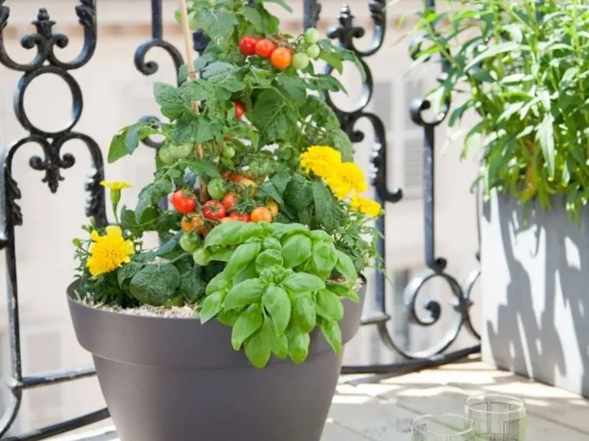Un pot de tomate cerise en pleine croissance, avec du basilic et des fleurs jaunes, sur un balcon.