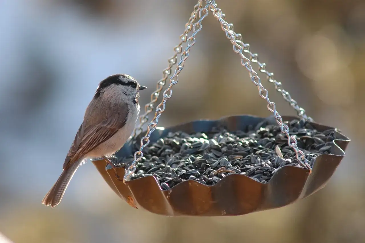 Kleiner Vogel auf selbstgemachtem Nistmaterialspender, gefüllt mit Sonnenblumenkernen.