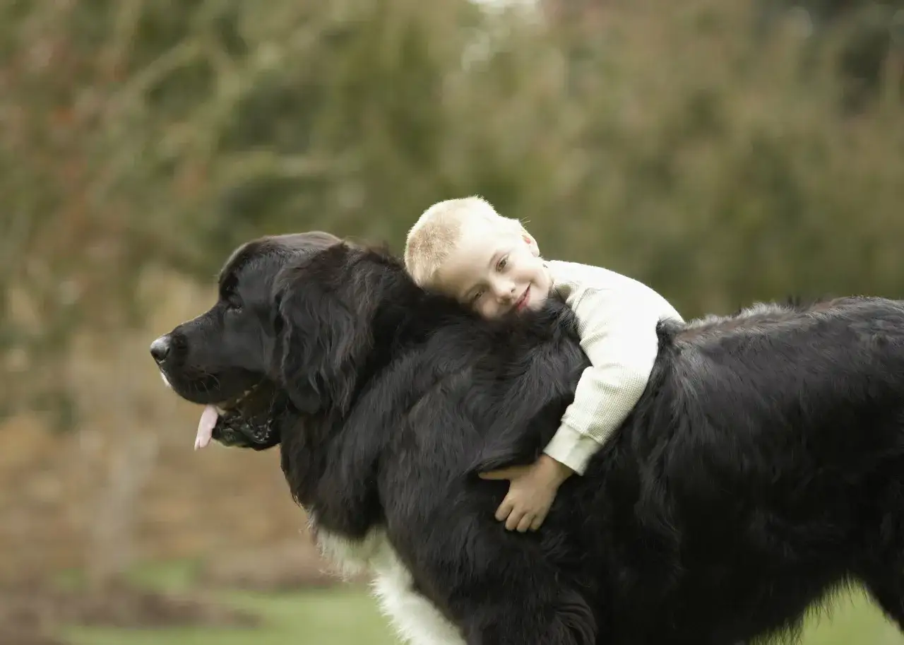 Un niño rubio abraza a un perro negro de gran tamaño, como un Terranova. Conocer nombres de razas de perros grandes es fascinante.