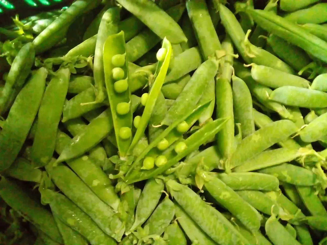 Frische Erbsen in ihren Schoten, einige geöffnet, zeigen die süßen Kugeln. Perfekt, um sie roh zu essen und den puren Geschmack zu genießen.