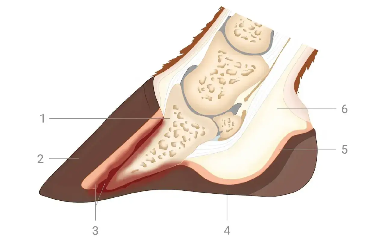 Querschnitt eines Pferdehufs, der die Anatomie bei Hufrehe zeigt. Entz&uuml;ndung im Hufbeinbereich.