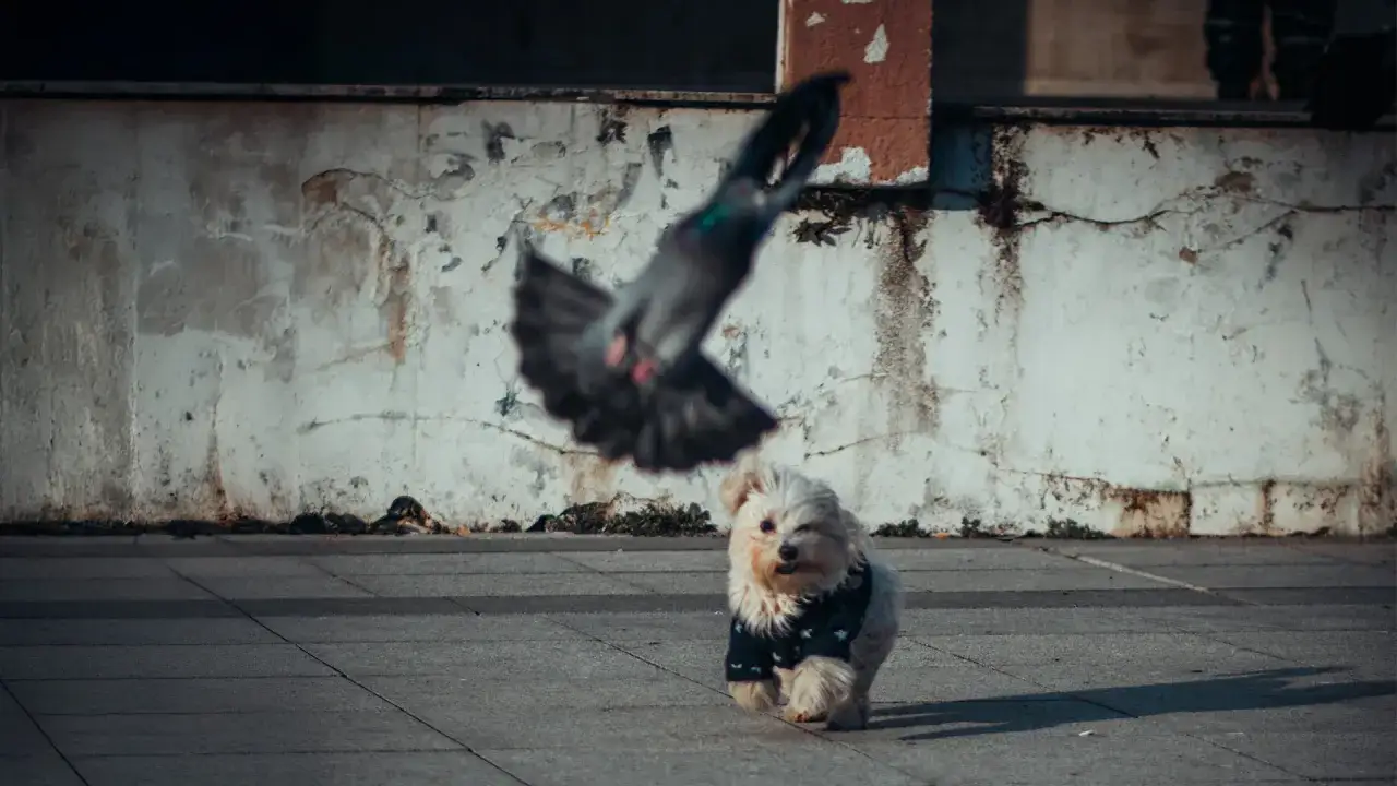 Ein kleiner Hund in einem Sternenpullover beobachtet neugierig eine Taube, die &uuml;ber ihm fliegt. Der Hund zeigt eine bemerkenswerte Habituation gegen&uuml;ber dem Vogel.