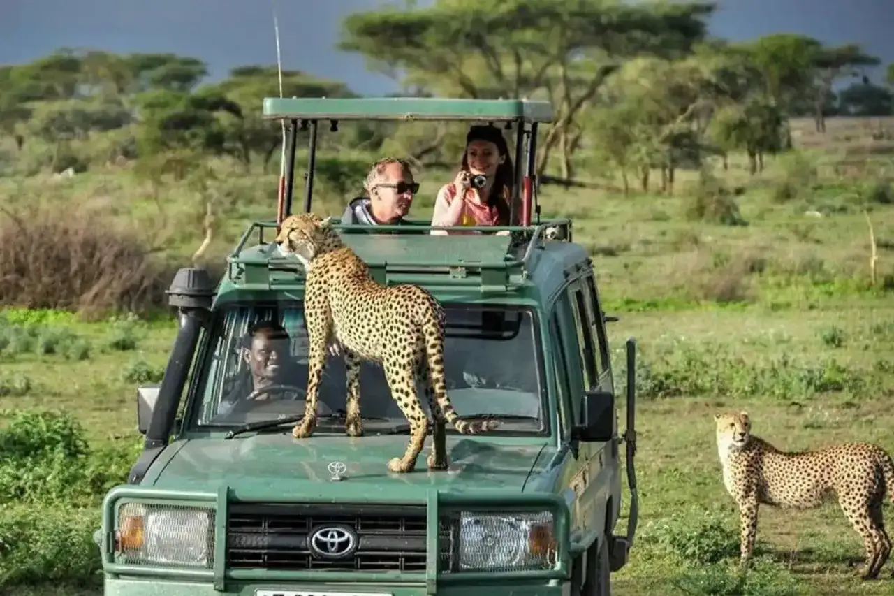 Gepard na masce teren&oacute;wki, turyści robią zdjęcia. Niesamowite spotkanie w Tanzanii, ceny safari mogą być wysokie, ale warto!