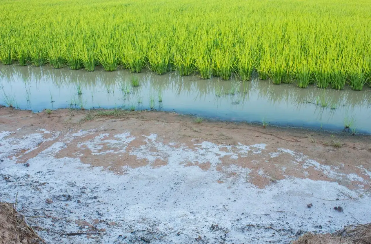 Campo di riso verde brillante con acqua e terreno salino. Il sale per agricoltura &egrave; visibile sulla terra.