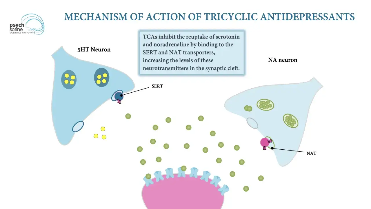 Mechanizm działania leków na depresję: TCA blokują wychwyt serotoniny i noradrenaliny, zwiększając ich poziom w szczelinie synaptycznej.