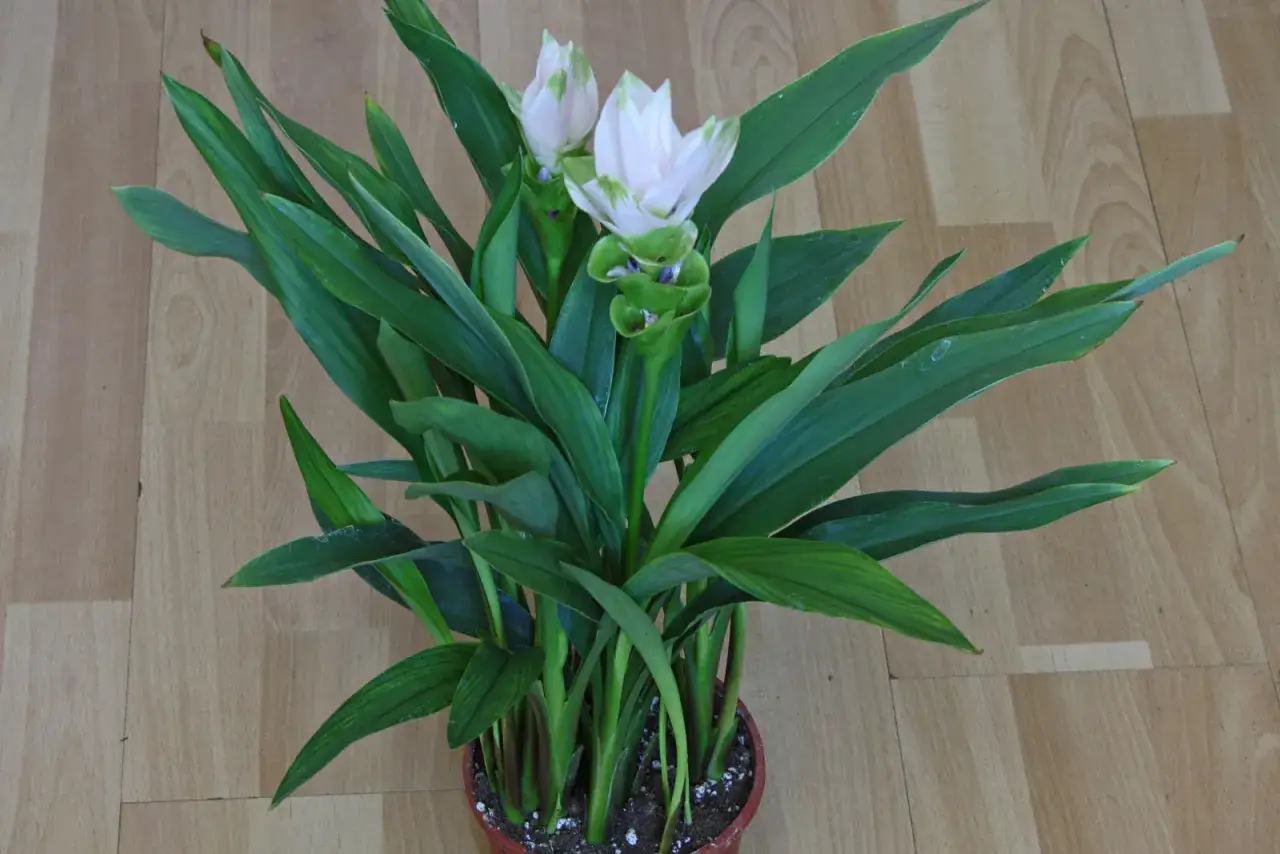 Eine gr&uuml;ne kurkuma pflanze mit zarten wei&szlig;en Bl&uuml;ten und gr&uuml;nen Hochbl&auml;ttern steht in einem braunen Topf auf einem Holzboden.
