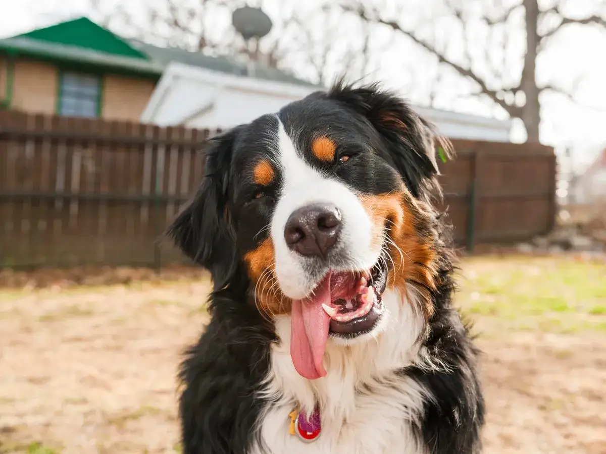 Un perro boyero de Berna, una de las razas de perros grandes, sonr&iacute;e con la lengua fuera en un d&iacute;a soleado.