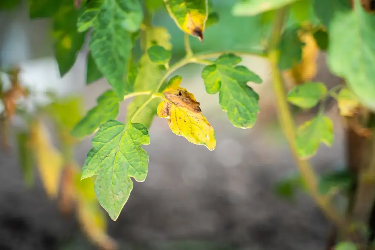 Une feuille de tomate jaune, signe d'un d&eacute;but de maladie, contraste avec les feuilles vertes saines.