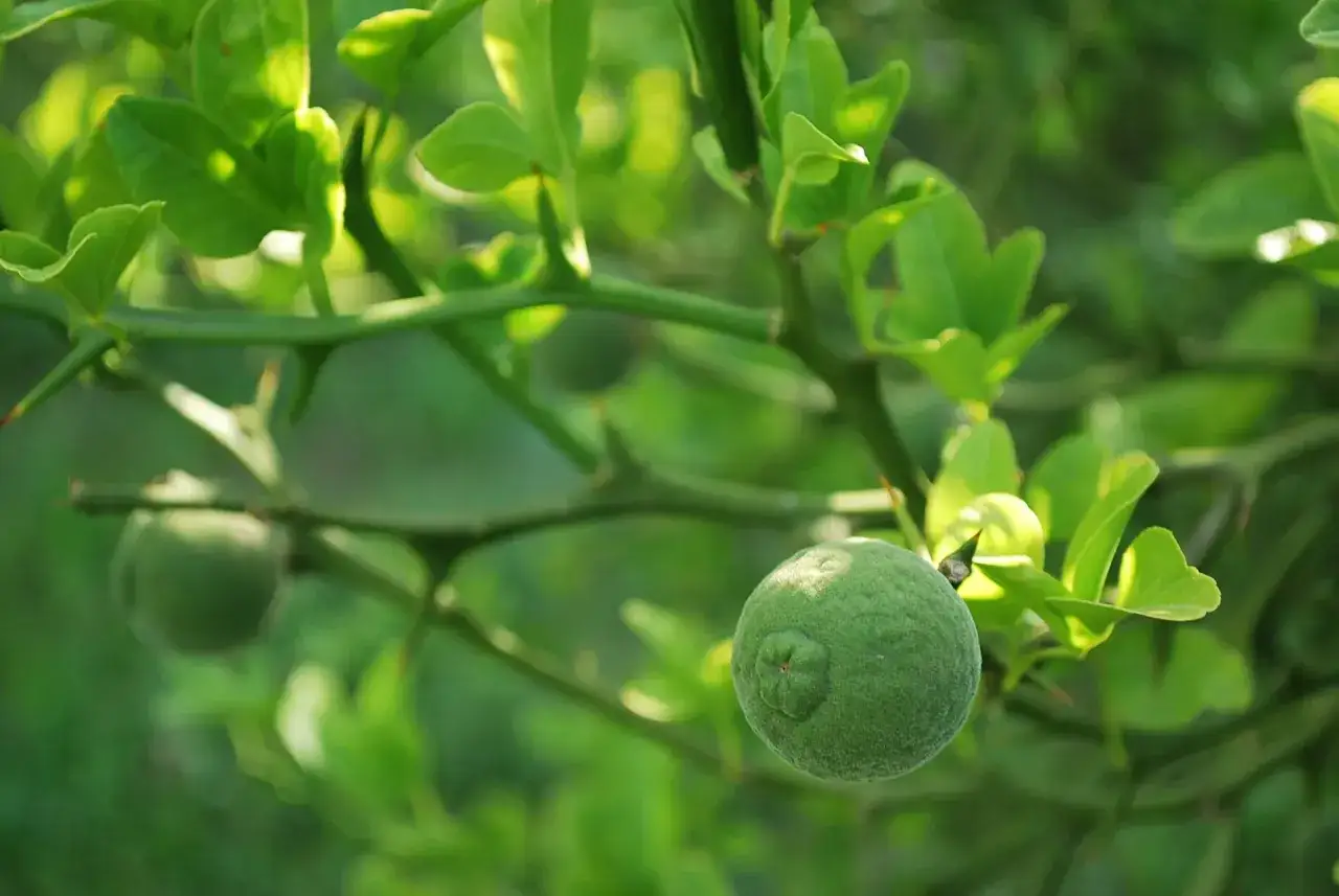 L'évolution d'une fleur de citronnier : un jeune fruit vert et duveteux se développe sur une branche épineuse, entouré de feuilles lumineuses.