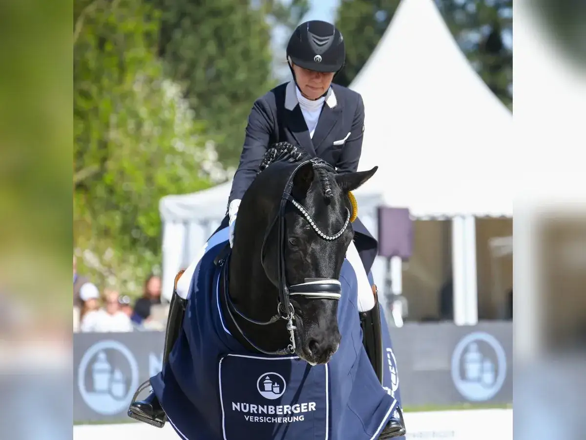Cavalier et cheval noir, Sandro Hit, par&eacute;s pour la comp&eacute;tition. Le cheval porte une couverture bleue orn&eacute;e du logo N&Uuml;RNBERGER VERSICHERUNG.