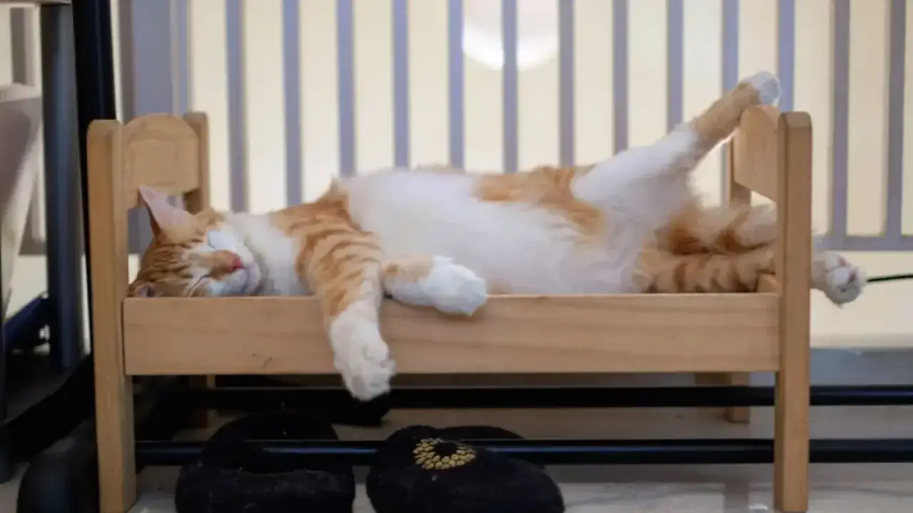 Gato naranja y blanco duerme boca arriba en una cama de madera, mostrando el significado de donde duermen los gatos: en lugares c&oacute;modos y seguros.