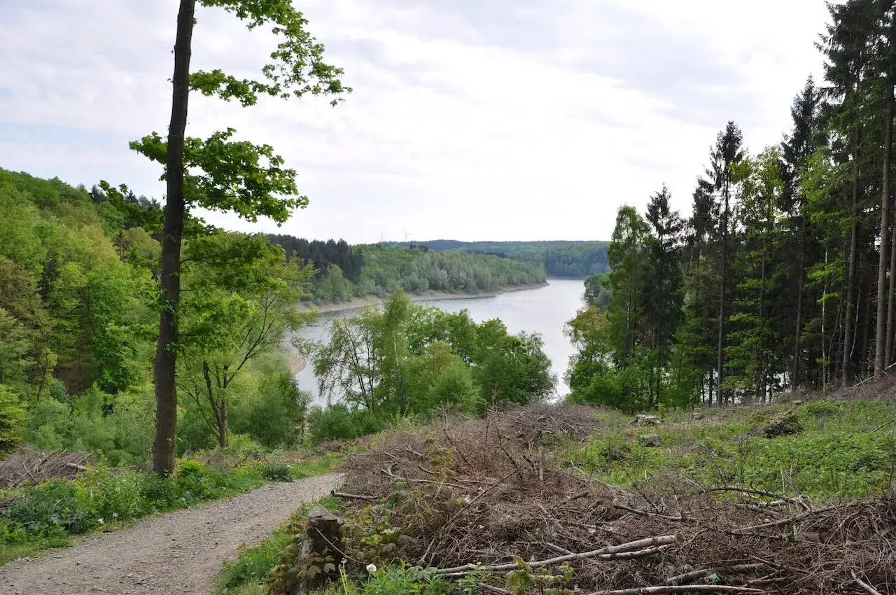 Ein Weg führt am Ufer der Wuppertalsperre entlang, umgeben von üppigem Grün und Nadelbäumen.