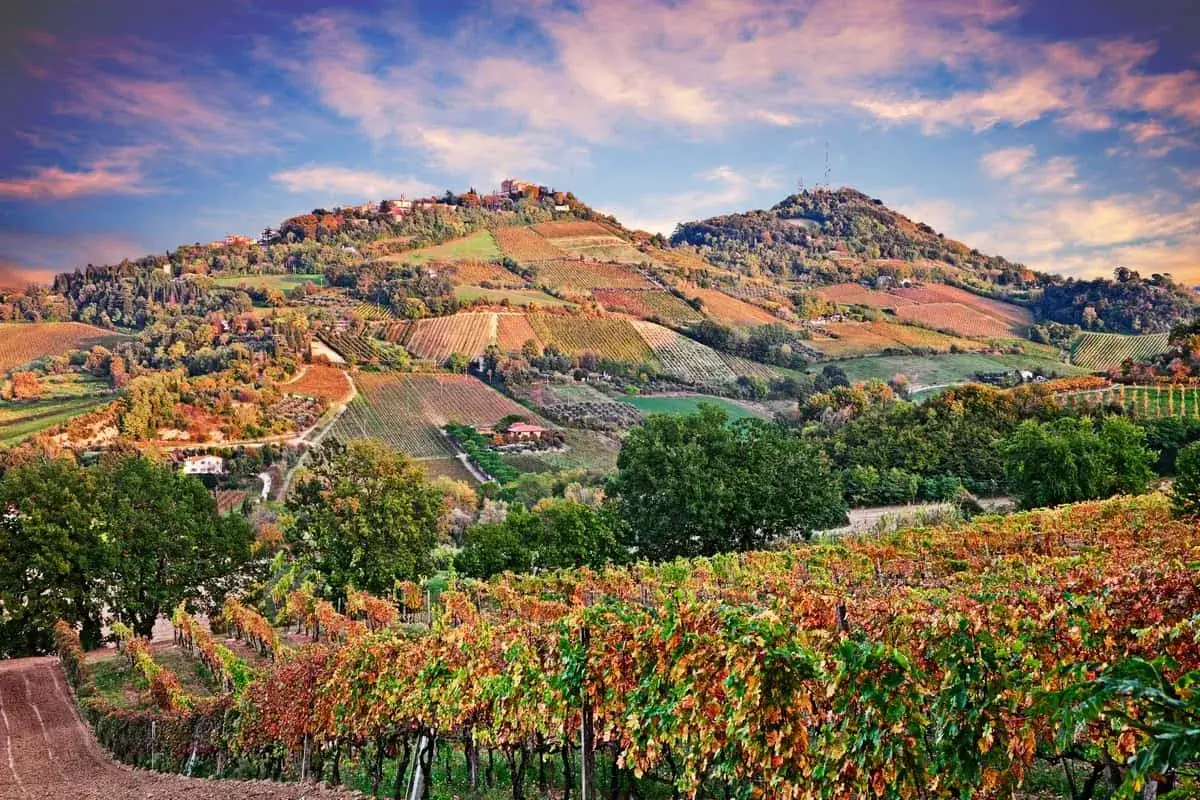 Colline romagnole con vigneti di Albana di Romagna in autunno, sotto un cielo nuvoloso.