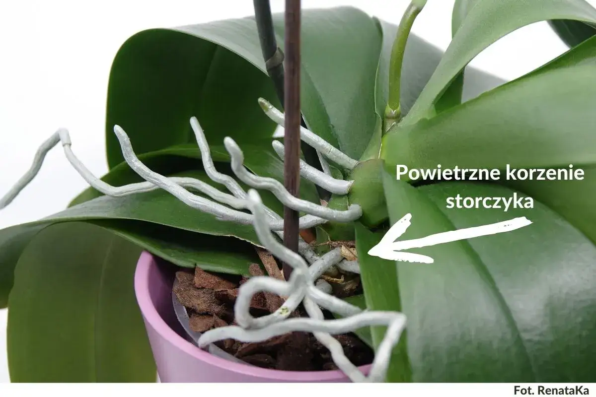 Powietrzne korzenie storczyka, który jest gatunkiem orchidei, wyrastają ponad doniczkę.