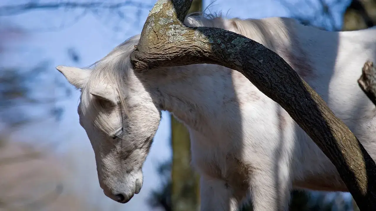 Ein wei&szlig;es Pferd mit Anzeichen von Sommerekzem reibt sich an einem Baumstamm.