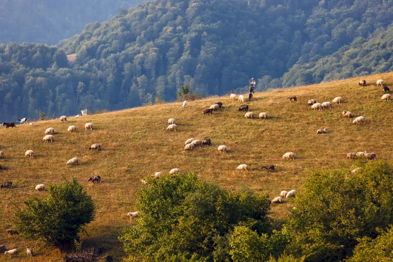Pasterz dogląda stada owiec i kóz na zboczu góry. W oddali widać las, a na pierwszym planie drzewa. Wśród zwierząt można dostrzec jednego **koń huculski**.