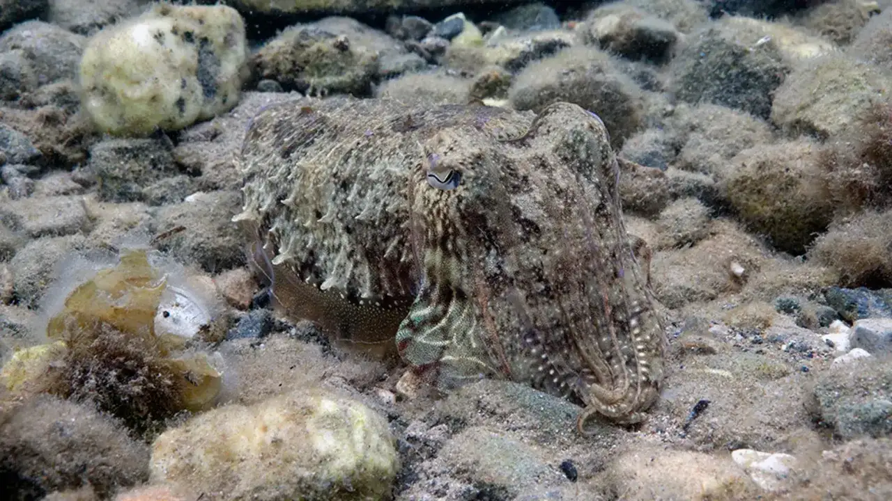 La sepia, camuflada entre rocas y arena, muestra su ojo penetrante.