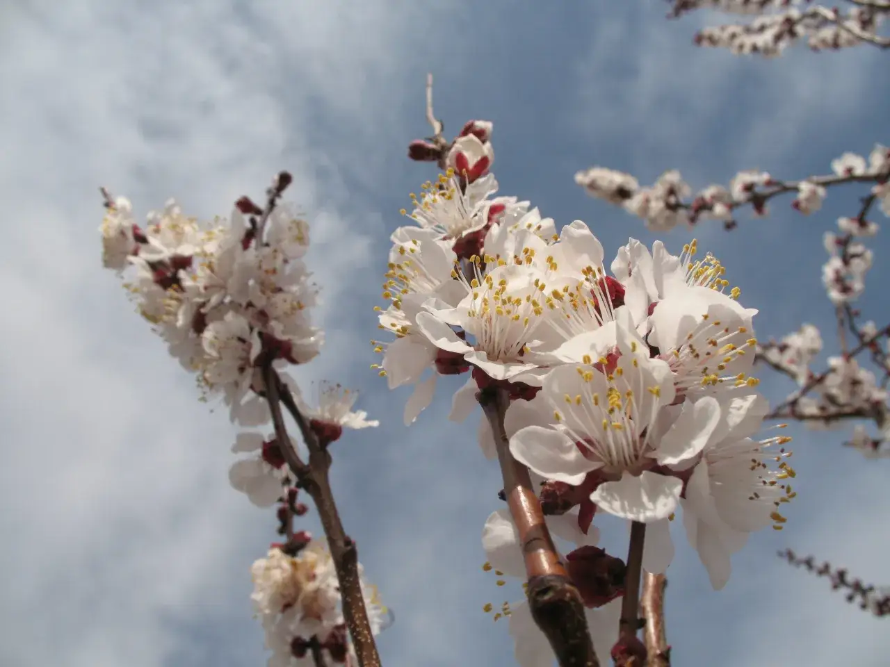 Fleurs d'abricotier en pleine floraison, malgré les signes de moniliose sur certaines branches.