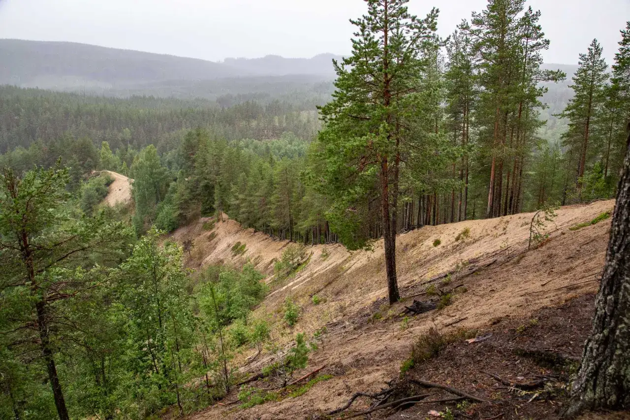 Drakryggen i Bjurholm, en sandig ås kantad av tallskog, reser sig mot en dimmig horisont.