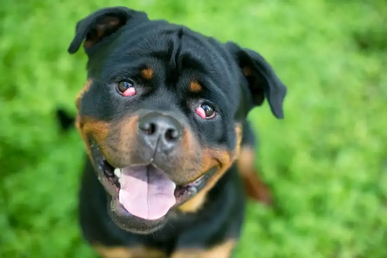 Uśmiechnięty rottweiler z widocznym problemem