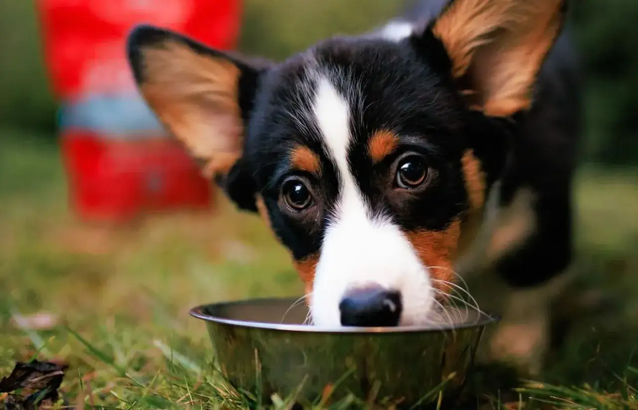 Un tierno cachorro de 1 mes, con sus grandes ojos curiosos, bebe agua de un cuenco metálico en el césped.