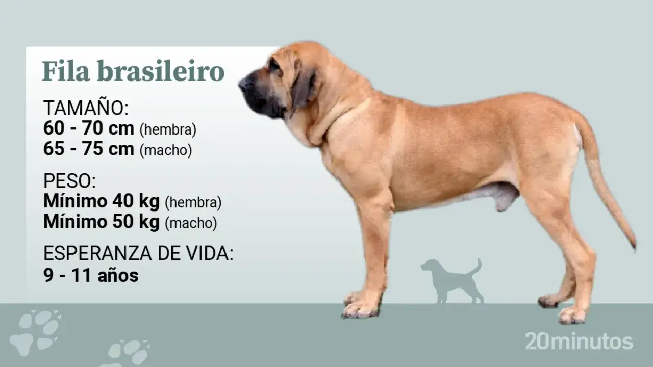 Un perro fila brasileiro, imponente y de gran tamaño, con información sobre sus características físicas y esperanza de vida.