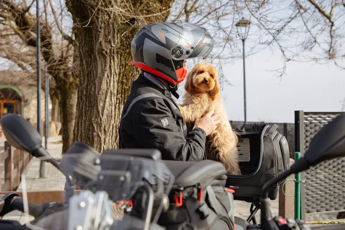 Un motard casqu&eacute; tient son chien dans un top case moto pour chien de 20 kg, pr&ecirc;t pour une aventure.