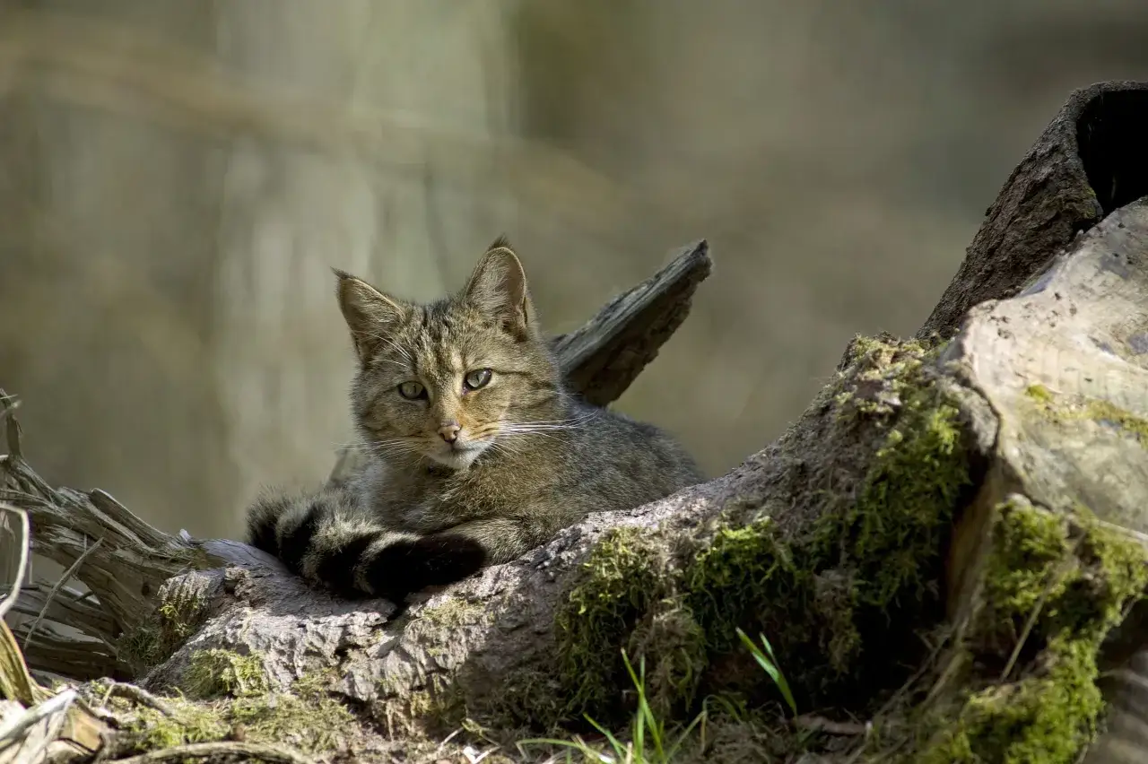 Eine scheue Wildkatze in Bayern ruht auf einem moosbewachsenen Baumstamm, ihr gestreifter Schwanz liegt eingerollt.