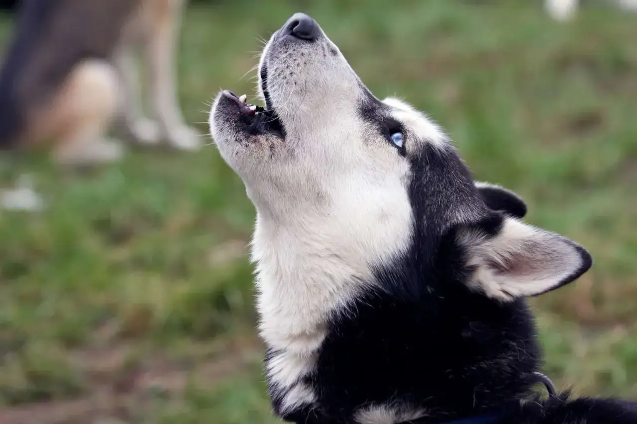 Husky z błękitnymi oczami wyje do nieba, wydając głośny dźwięk.