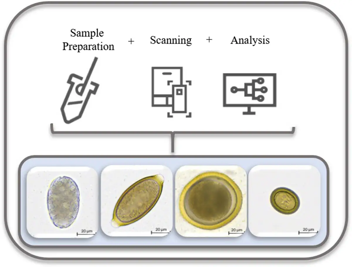 Micrograf&iacute;as de huevos de par&aacute;sitos intestinales en perros, resultado de preparaci&oacute;n, escaneo y an&aacute;lisis de muestras.