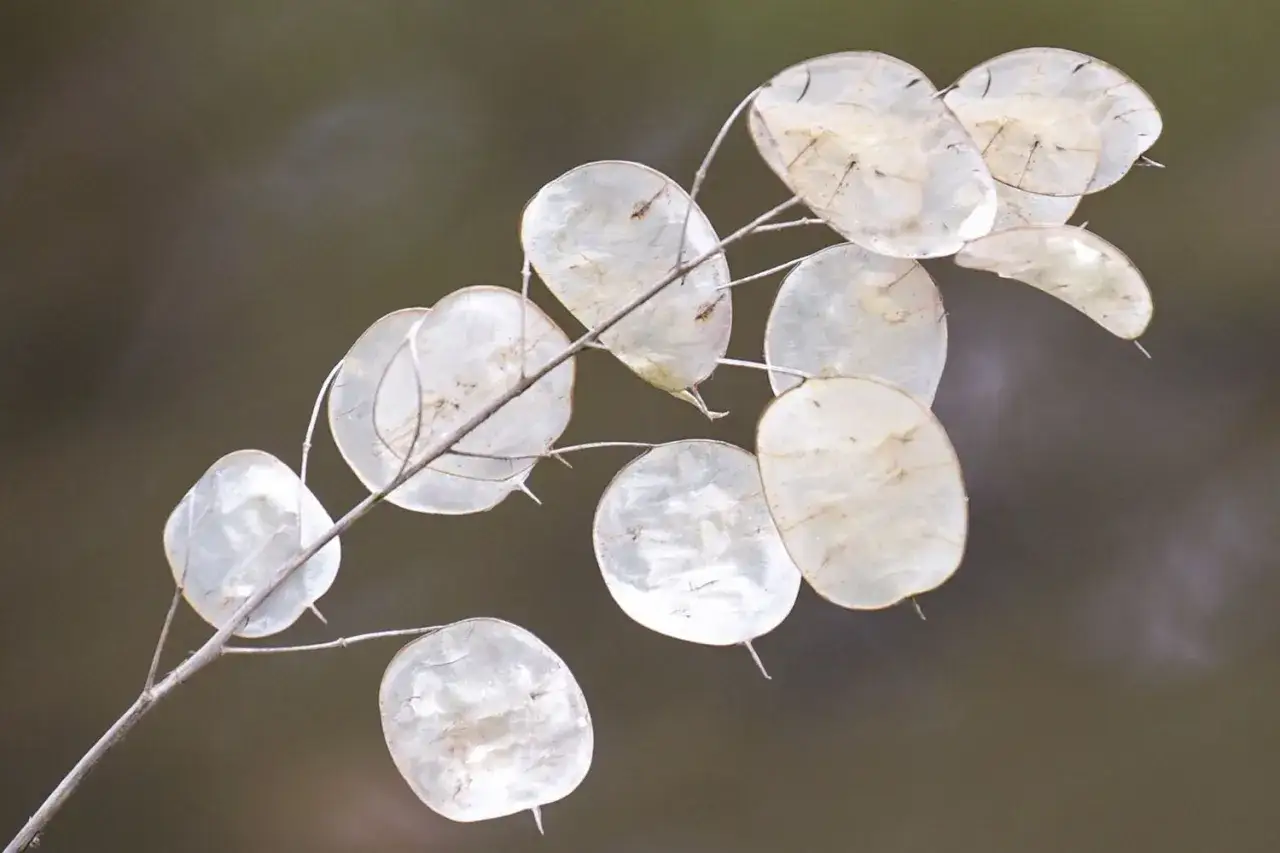 Rameau de monnaie du pape aux reflets nacrés, ses siliques translucides évoquent de petites pièces anciennes.