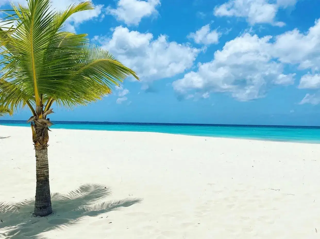 Rajska plaża na wyspie Aruba. Biały piasek, turkusowe morze i błękitne niebo z chmurami. Palma rzuca cień.
