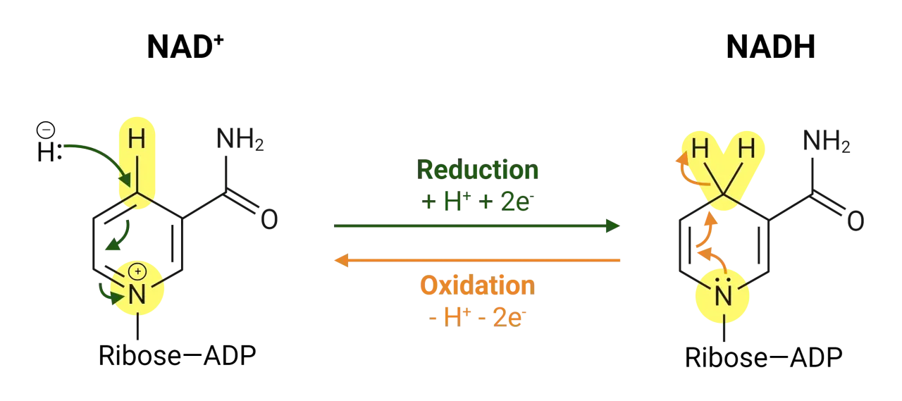 Schemat reakcji NAD+ z H+ i 2e- (redukcja) oraz NADH z H+ i 2e- (utlenianie).