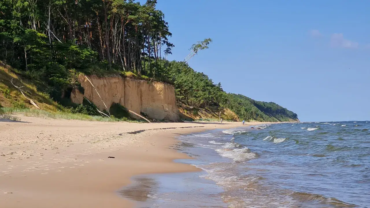 Plaża z klifem porośniętym lasem sosnowym, idealne miejsce na sea camp. Fale delikatnie rozbijają się o brzeg.