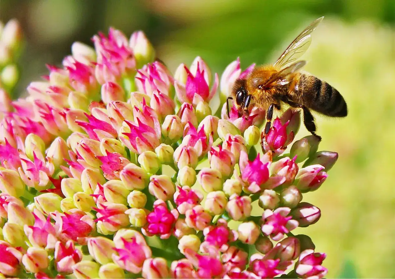 Una abeja se posa sobre un racimo de flores rosadas y amarillas, recolectando n&eacute;ctar. Estas flores para abejas son un fest&iacute;n para ellas.