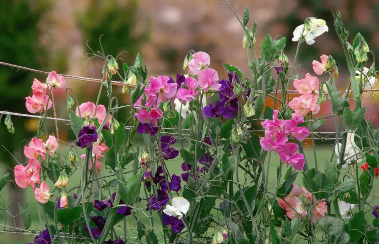 Des pois de senteur roses, violets et blancs grimpent sur un grillage. Leurs tendrils s'entrelacent, cr&eacute;ant une cascade de couleurs d&eacute;licates.