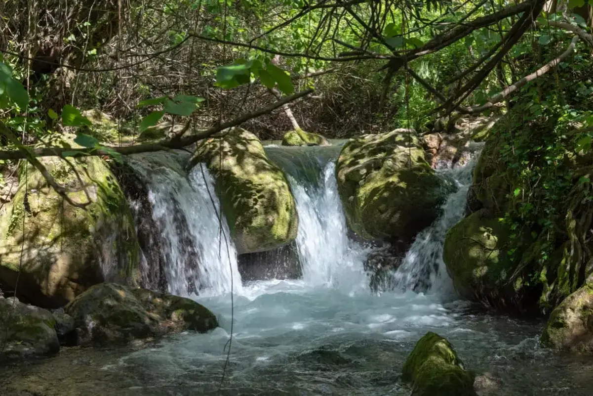 Cascada en un bosque frondoso, ideal para rutas de senderismo en Cádiz. El agua clara fluye entre rocas cubiertas de musgo.