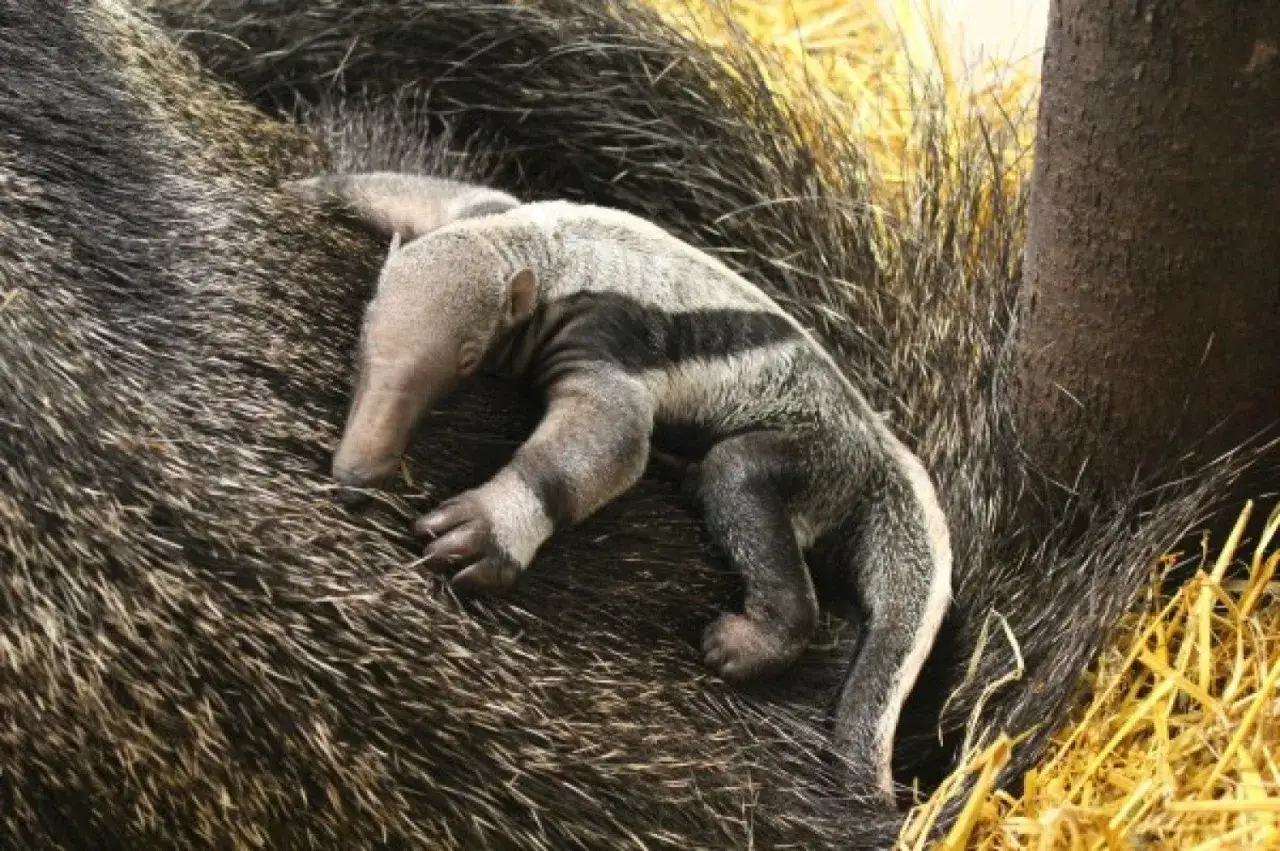 Małe mrówkojady przytulone do mamy. Sprawdź zoo warszawa bilety cena i zobacz je na żywo!
