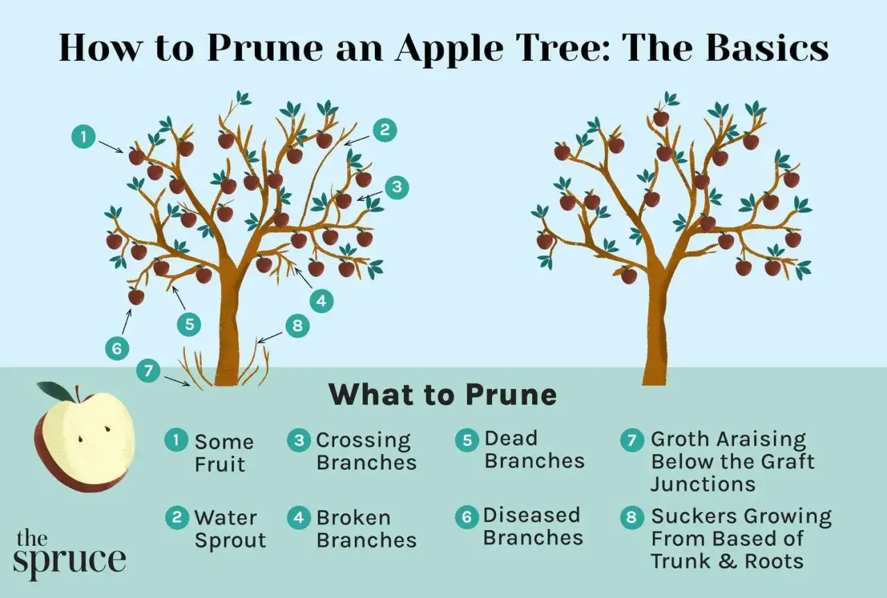 Learn how to prune apple trees by identifying what to cut: fruit, water sprouts, crossing/broken/dead/diseased branches, suckers, and growth below graft junctions.