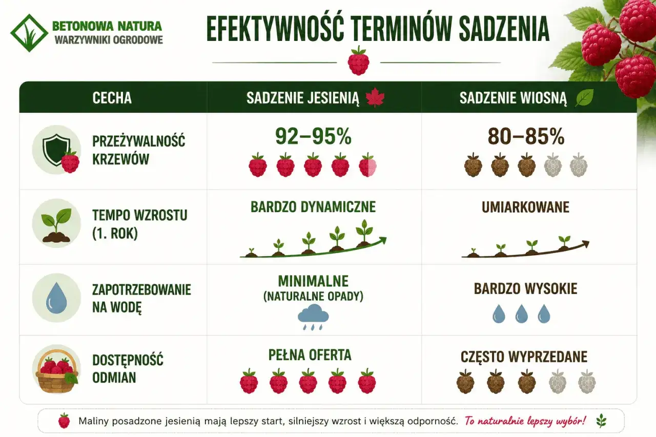 Kiedy sadzić maliny? Jesienią krzewy mają 92-95% przeżywalności, dynamiczny wzrost i pełną ofertę odmian. Wiosną przeżywalność to 80-85%.
