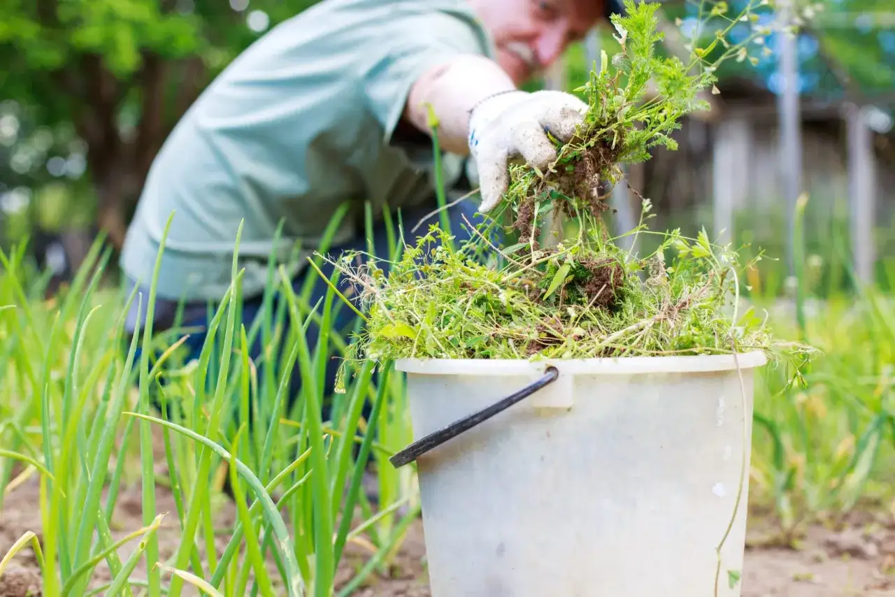 Un jardinier retire des mauvaises herbes de son jardin, remplissant un seau.
