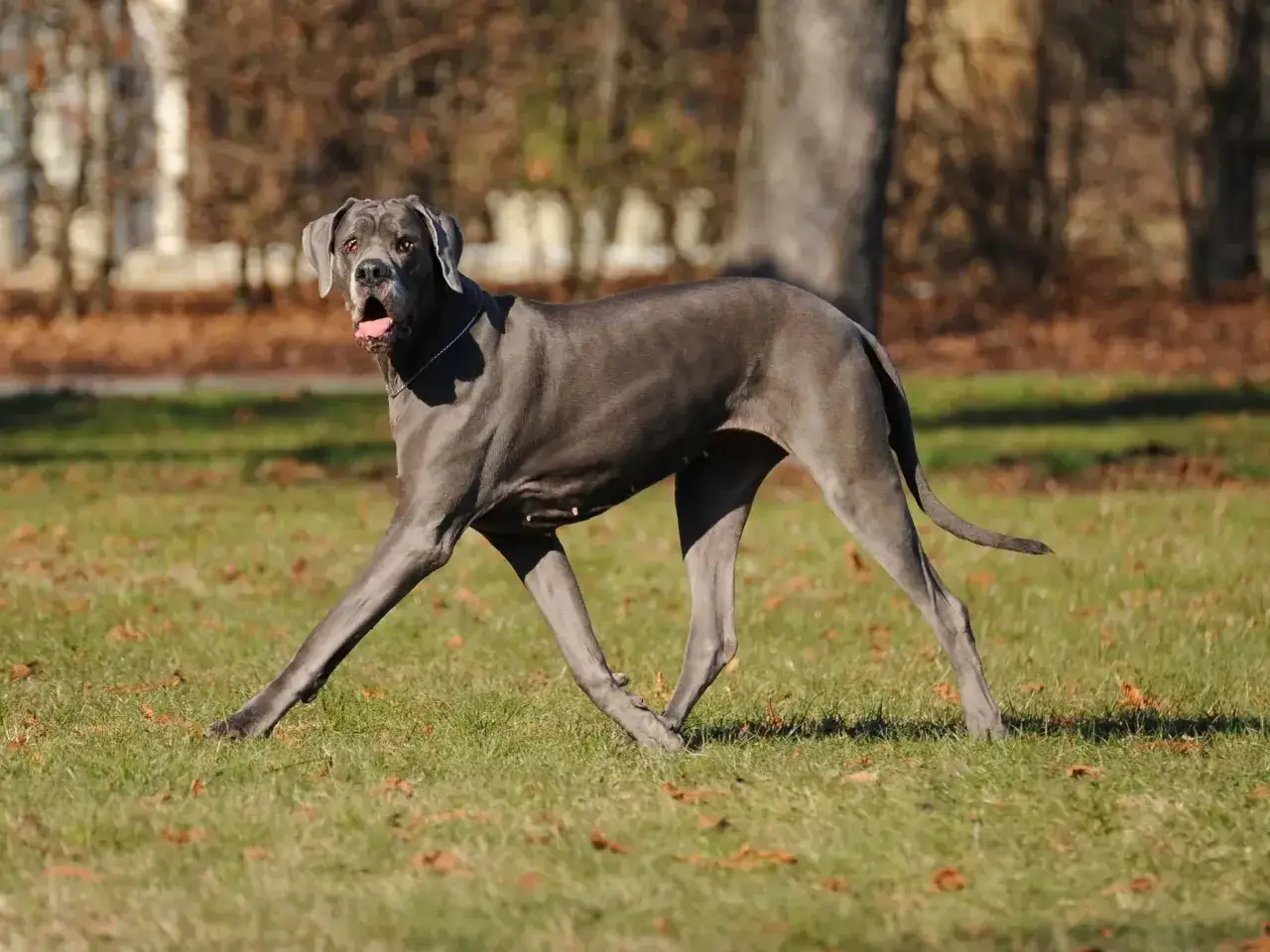 Szary dog niemiecki, który żyje średnio 8-10 lat, biegnie po trawie w parku.