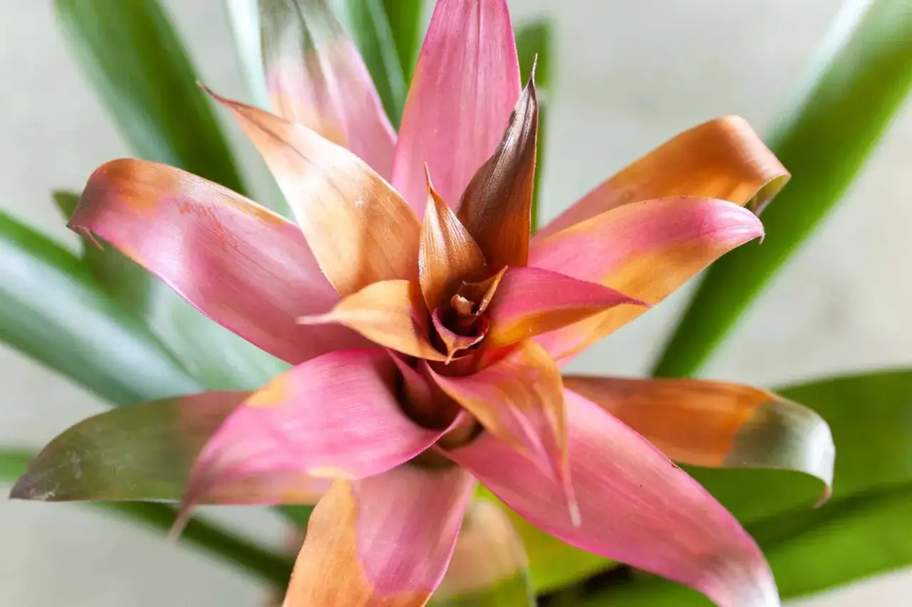 Bromelia en flor, con p&eacute;talos rosados y anaranjados. Consejos para sus cuidados y mantenimiento.